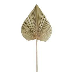 Fabrique de Styles Fleurs Séchées*Feuille de palmier h62cm - Golden