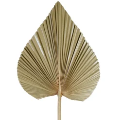 Fabrique de Styles Fleurs Séchées*Feuille de palmier h62cm - Golden