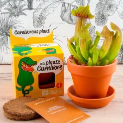 Fabrique de Styles Prêt À Pousser*Pot d8cm avec coupelle plantes carnivores