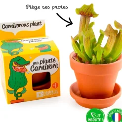 Fabrique de Styles Prêt À Pousser*Pot d8cm avec coupelle plantes carnivores